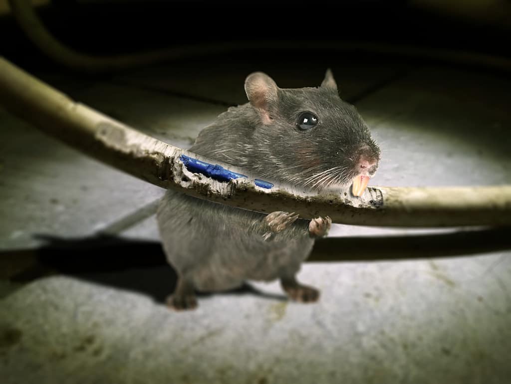 How to Reduce Rodent Cable Damage